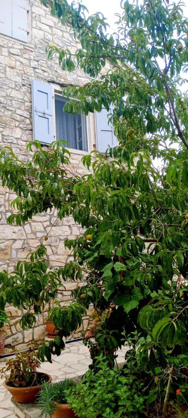Villa Makris Zenempisatika エクステリア 写真